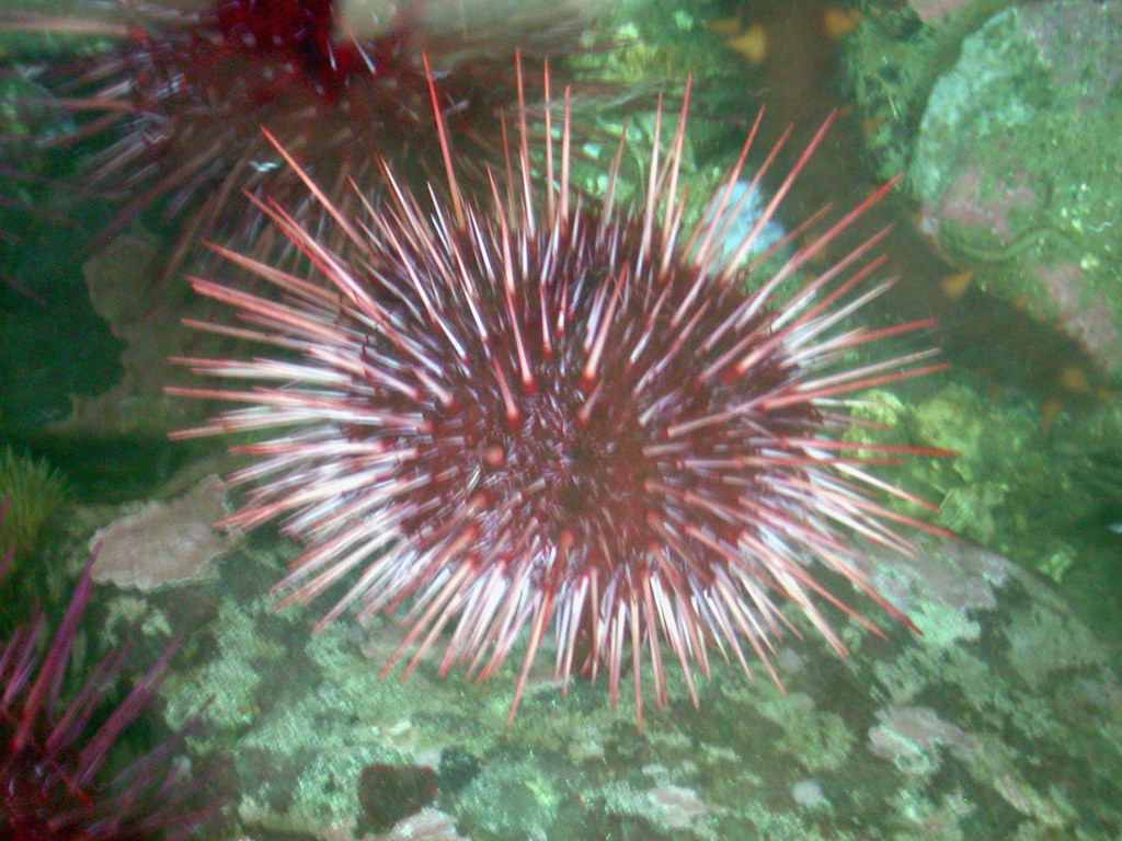 red sea urchin | The red sea urchin appears to be one of the… | Flickr