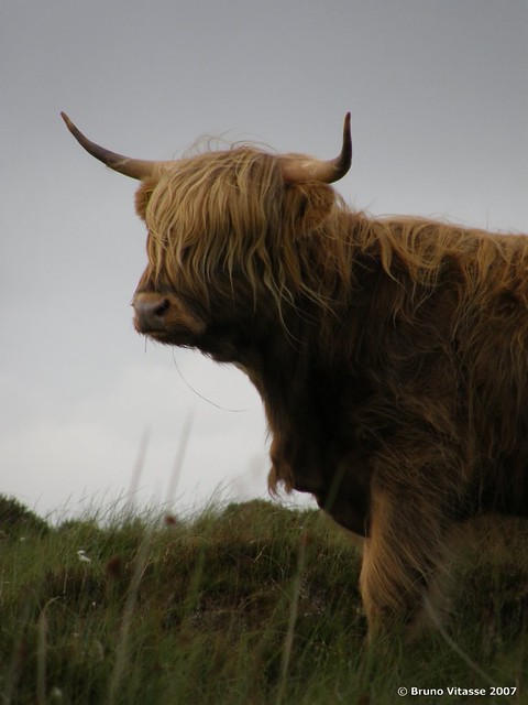 Vaches des Highlands (communément appelées vaches à poil !)