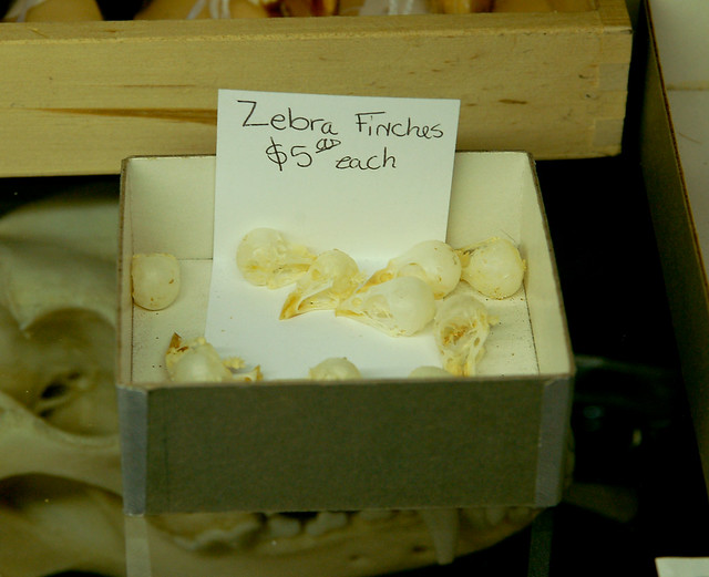 Zebra Finch Skulls