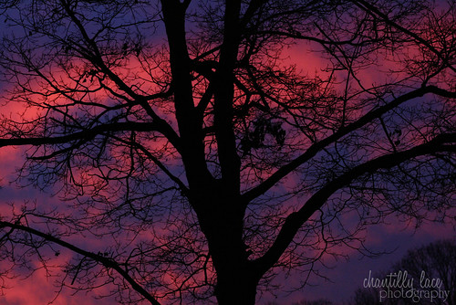 pink november tree fall beautiful silhouette sunrise pretty purple gorgeous