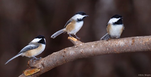 Three little birds by Eric Bégin