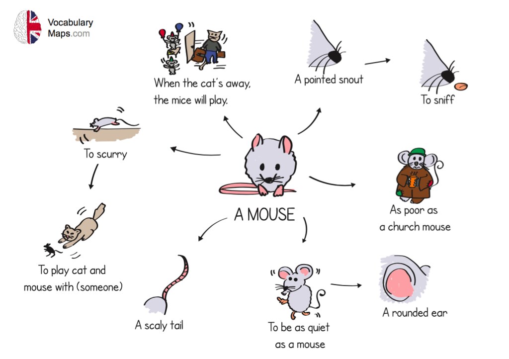 С английского на русский язык mice. Vocabulary Maps. Карточки для изучения английского языка Mouse. Mind Map English Vocabulary. Vocabulary for Map.