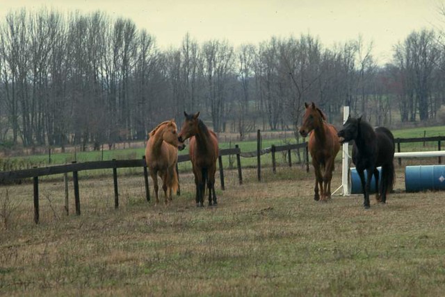 Wild Horses (1974)