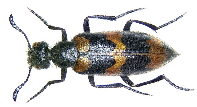 Mylabris variabilis (Pallas, 1782)