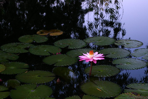 flowers flower sunrise waterlily lily pentax florida 1855mm fortpierce k110d whitecitypark floriography