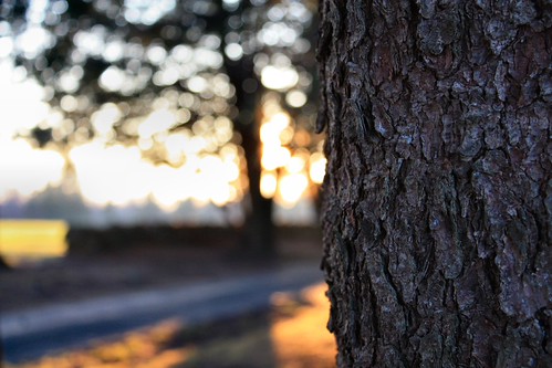 Tree by __ brian-caldwell.pixels.com __, park sunset tree canon landscape rebel bokeh connecticut xsi topsmead 450d canon450d rebelxsi