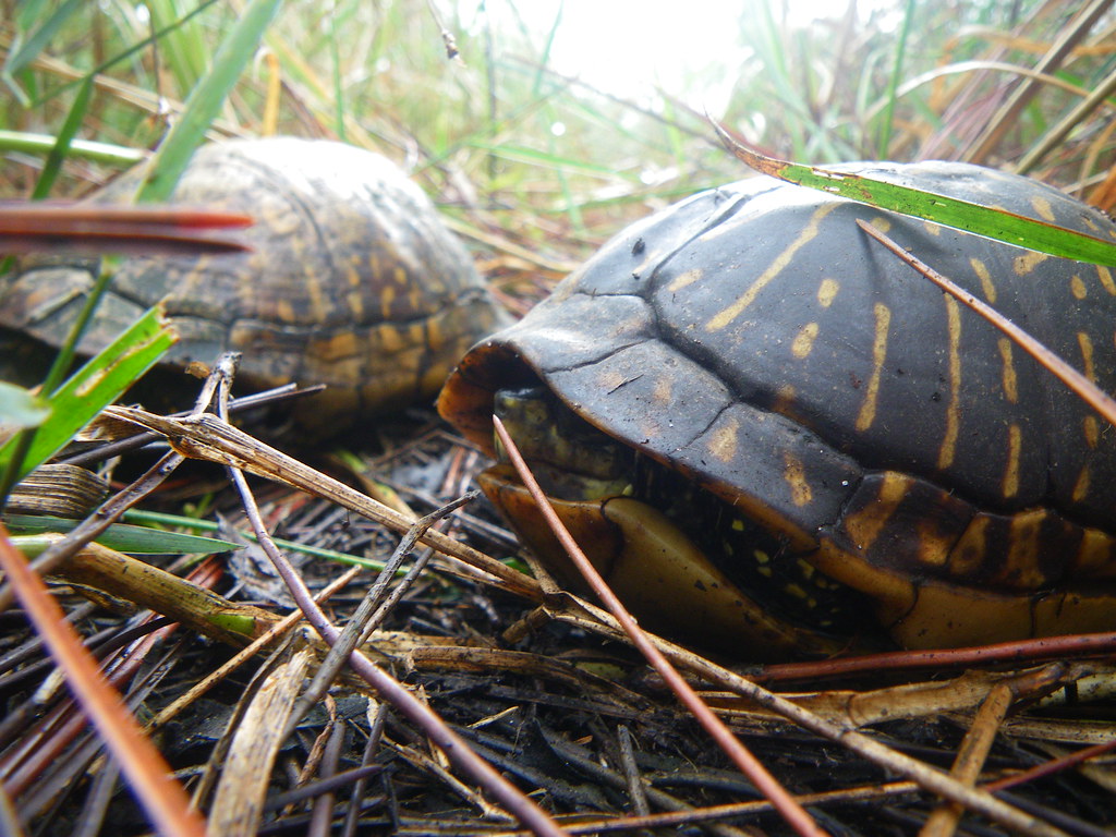 Florida Box Turtle Shell Florida Box Turtles | Misti | Flickr