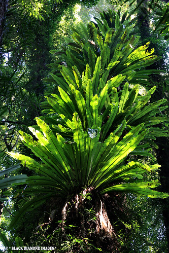 Asplenium australasicum - Birds Nest Fern, Crows Nest Fern… | Flickr