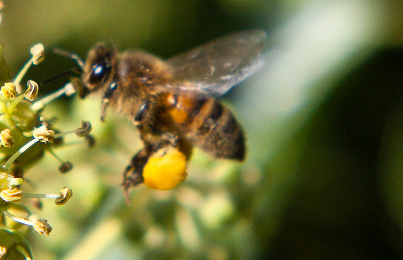 Bee