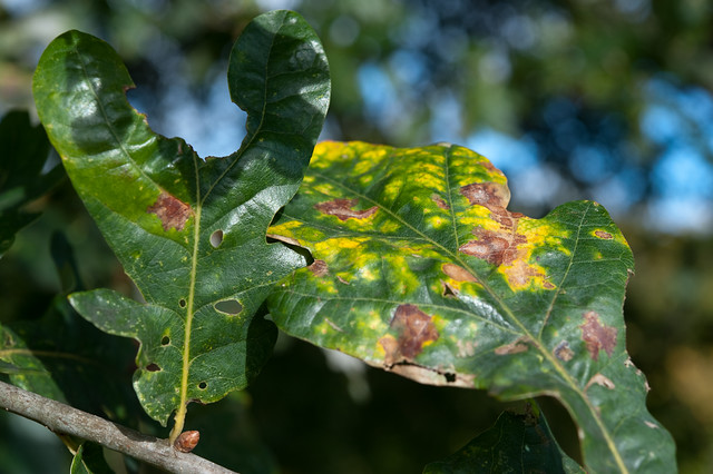 Common Spangle Gall on Oak
