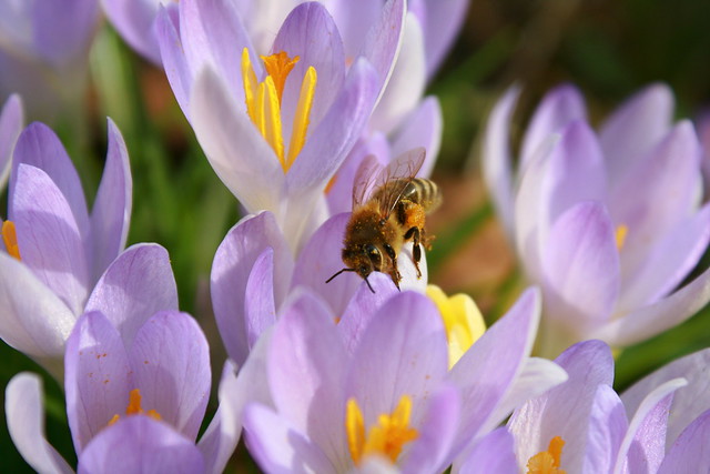 Frühlingsblumen mit Biene