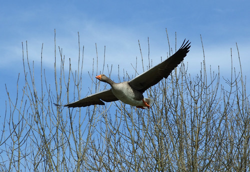 Greylag goose flypast | by In Memoriam: macfudge1UK