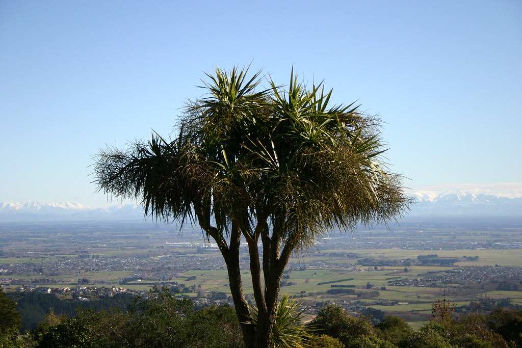 Cabbage Tree | A lone cabbage tree on the Port Hills which b… | Flickr