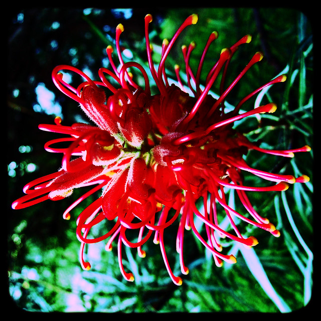 Grevillea flower - Fake ttv style with cross processing