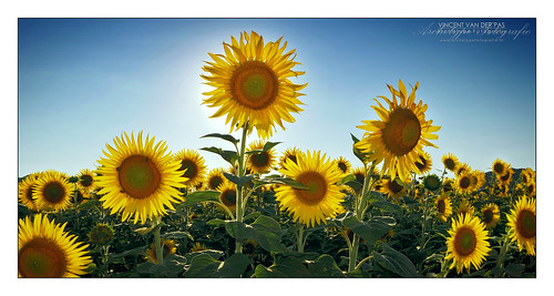 Competing Sunflowers by Archetype Fotografie