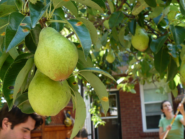 The pears, upon our arrival