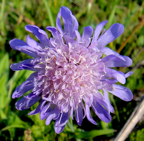 Blue in the Maasweerd. Knautia arvensis at Venlo, Limburg, The Netherlands | by Rana Pipiens