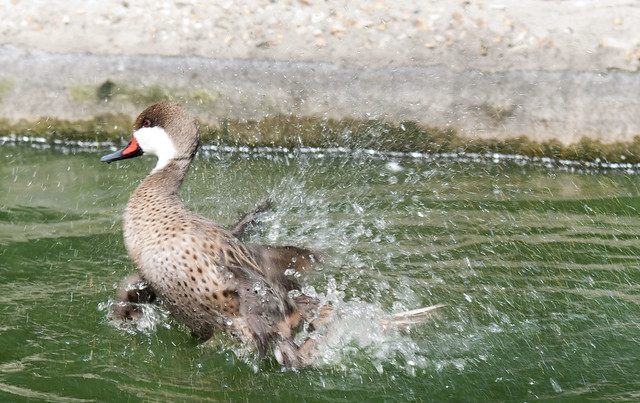 Bahama Pintail Duck having a splash