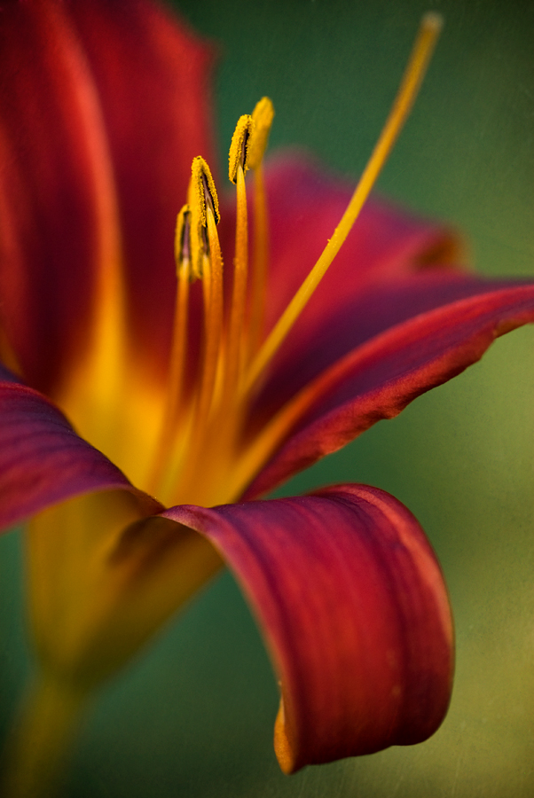 365_269 / Red Lily by DAJanzen