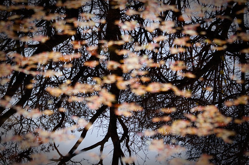 Reflections of Autumn by NaustvikPhotography.com