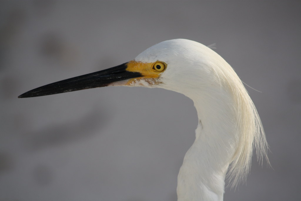 Golden Slipper | A golden slipper egret. | Janice Lenard | Flickr