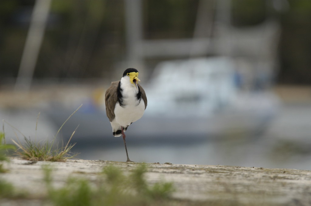 Masked lapwing on the Ulladulla harbour foreshore