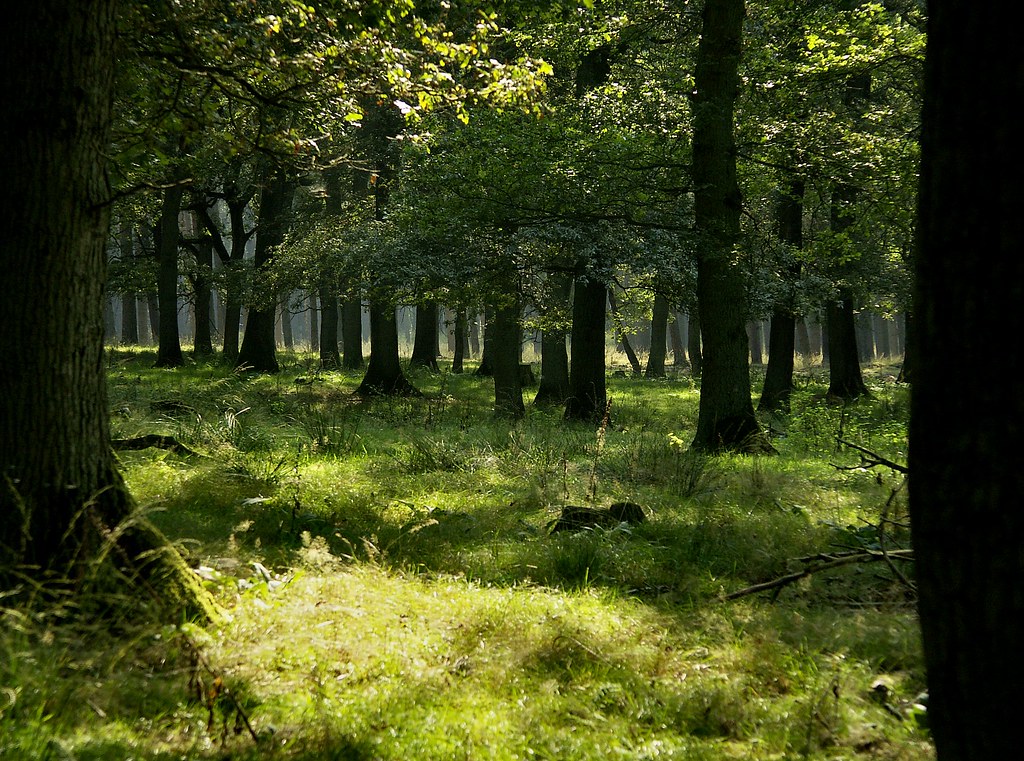 I love the space in this forest by joeke pieters