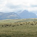 Flickr photo 'Bison bison bison (American Plains Bison)' by: Arthur Chapman.