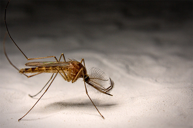 Mosquito esperando el invierno en mi pared