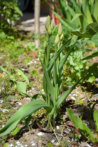 Tulipa - espèces et petits hybrides (sections 12 à 15) 33051803295_04deed6517