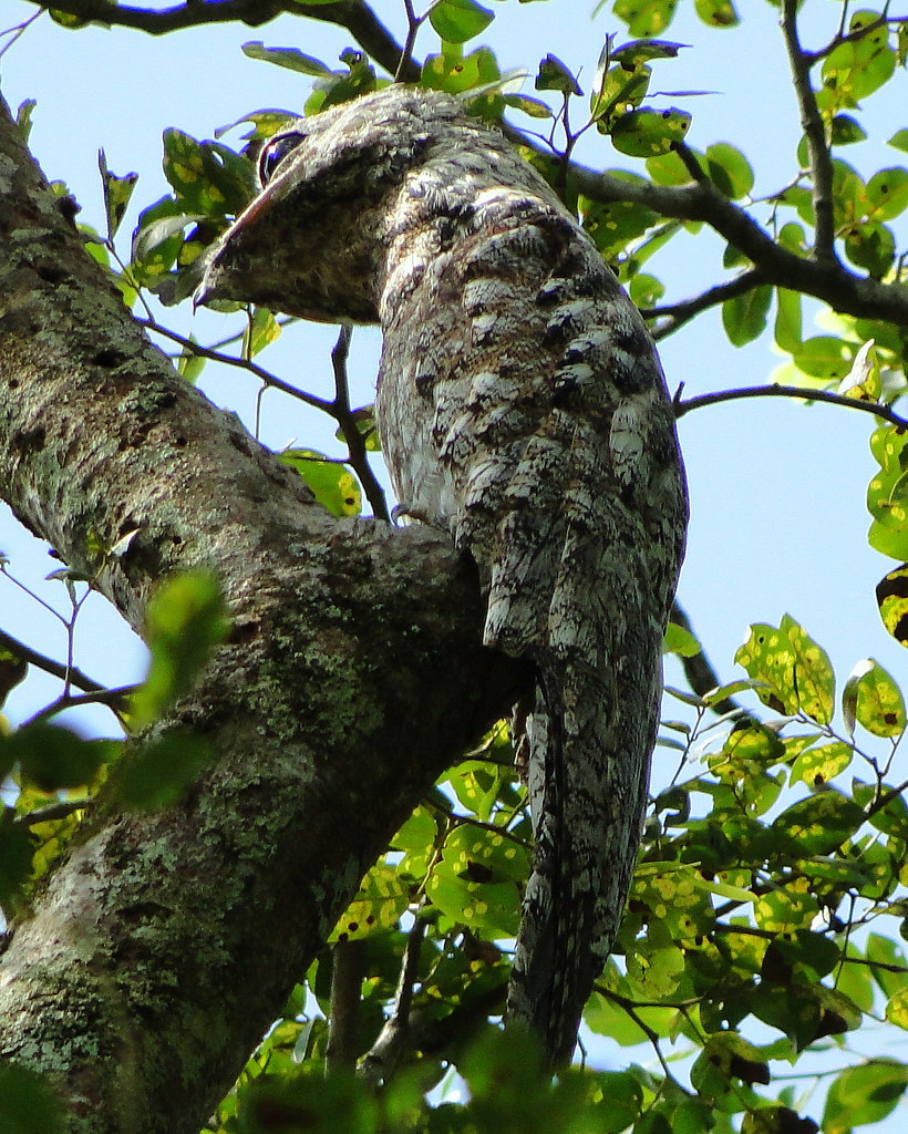 Protected areas for the conservation of the Potoo bird image