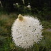 Flickr photo 'Xerophyllum tenax' by: jmandecki.