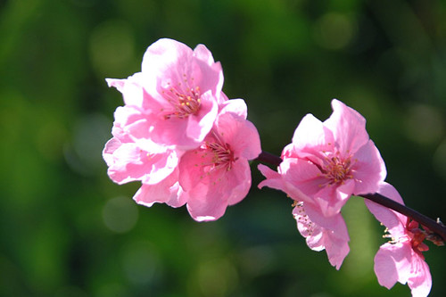 Simples assim.. Flores na Quinta!! | by Talhos & Retalhos