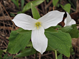 Trillium | The Ontario Provincial flower and emblem. In full… | Flickr