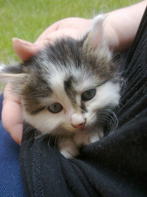 Tiffy, a stray kitten