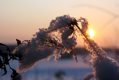 schnee winter sunset sun snow macro ice germany geotagged deutschland europa europe sonnenuntergang firstsnow dezember rheinland contrejour gegenlicht alfter winter2009