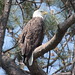 Flickr photo 'Bald Eagle {Haliaeetus leucocephalus}' by: Drew Avery.