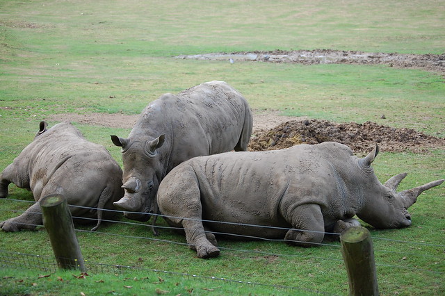 Rhino, Marwell Zoo