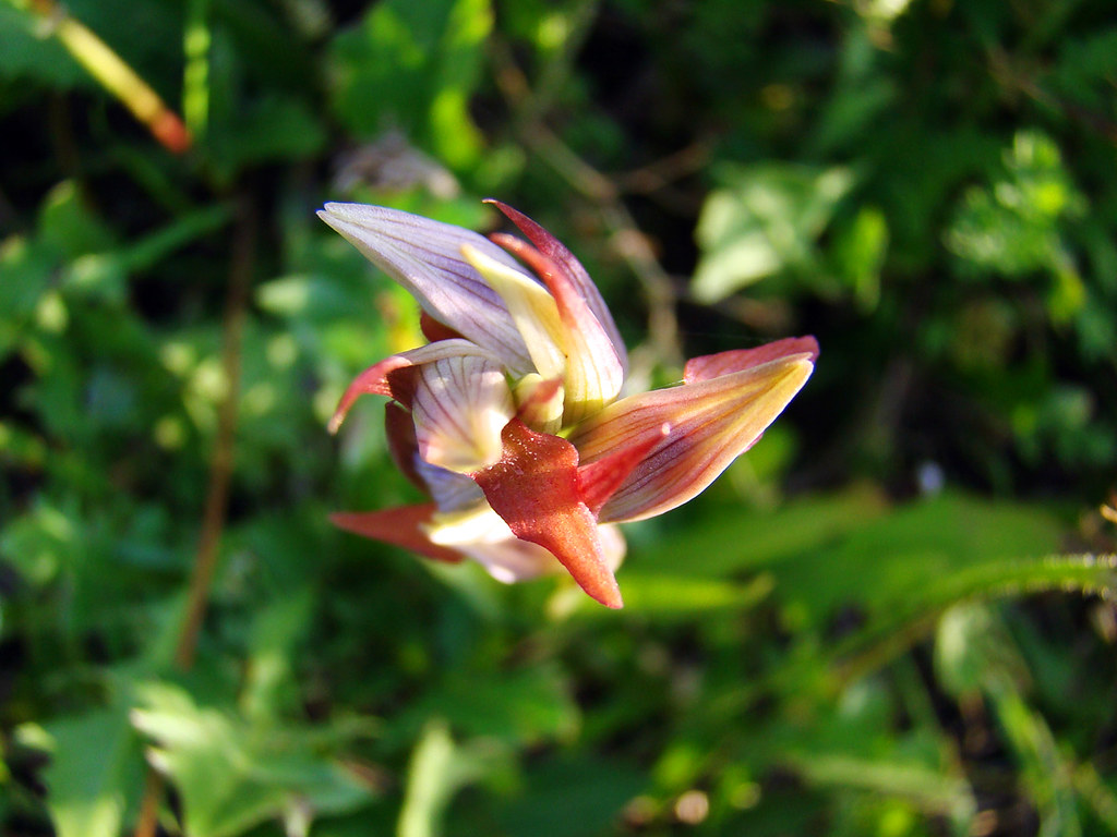 Serapia Parviflora cenital | Lucía y Marcos | Flickr