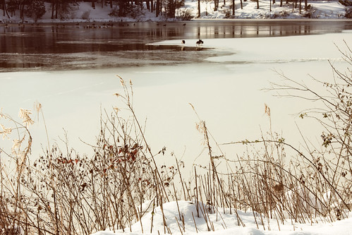 winter lake snow ice landscape frozen ducks