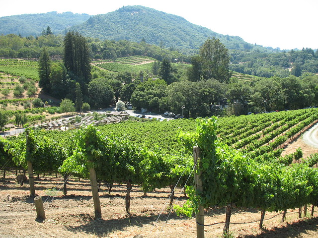 Vines on the Hillside