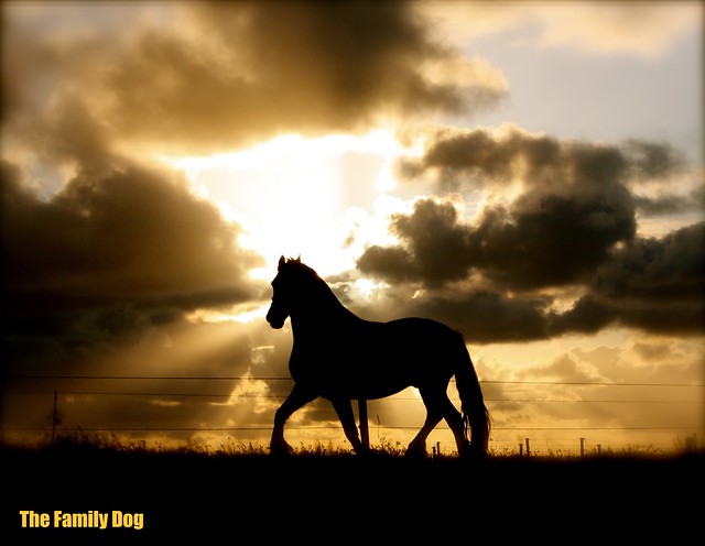 The return of the silhouetted horse