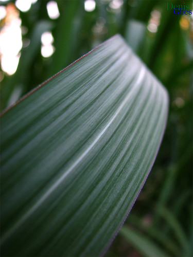white lake ontario canada macro green lines closeup canon leaf stripe diagonal clear muskoka powershots3 denisgiles