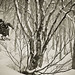 Jeden snímek z úžasného výletu s akční cestovní kanceláří Evotrip – nápad profesionálního lyžaře a podnikatele Bryce Phillipse. Připravovali jsme reportáž pro New York Times a magazín Skiing o jeho společnosti a Austin se připojil, aby si zalyžovatl v prašanovém kraji Japonských Alp. Foto: Bryn Hughes; Rider: Austin Ross; Místo: Hakuba Cortina Kokusai, Japonsko, foto: Bryn Hughes
