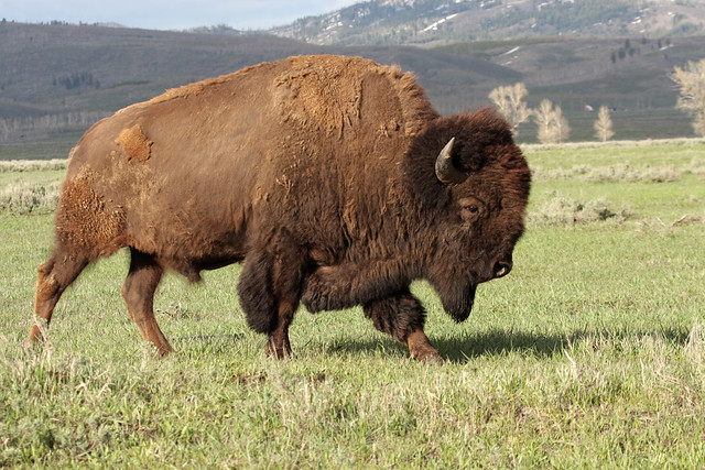 A Wild America Bison Bull (Buffalo)