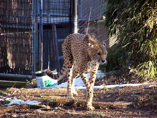 Cheetahs @ Smithsonian National Zoo, 6 Feb 2004