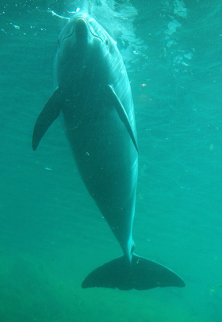 Tursiops truncatus (Common Bottlenose Dolphin / Tuimelaar)