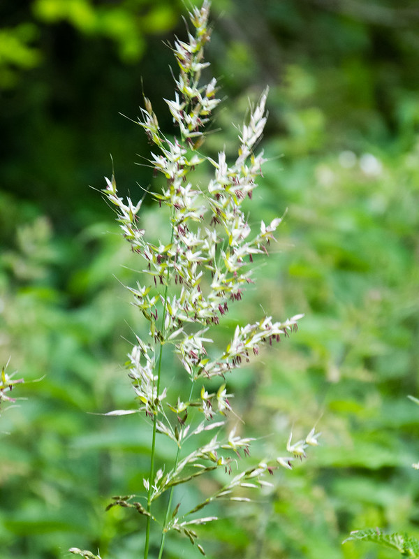 Grass seeds