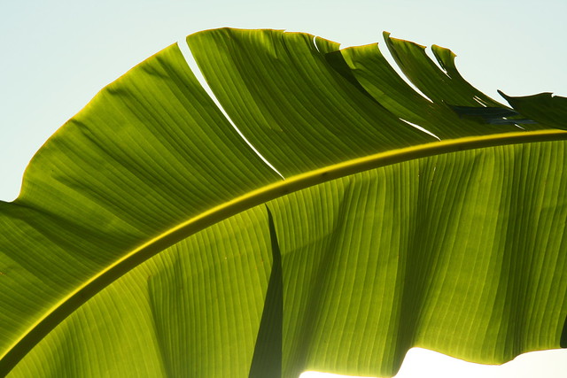 Palmtree leaf 609