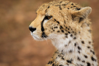 Cheetah Portrait - Jachtluipaard Portret | by mikel.hendriks